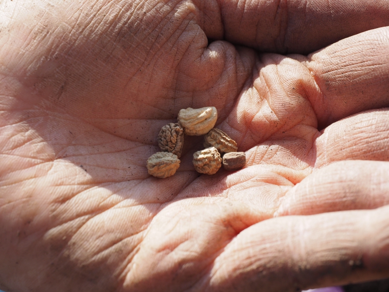 pepiniere-SANARY SUR MER-min_seeds-1117851